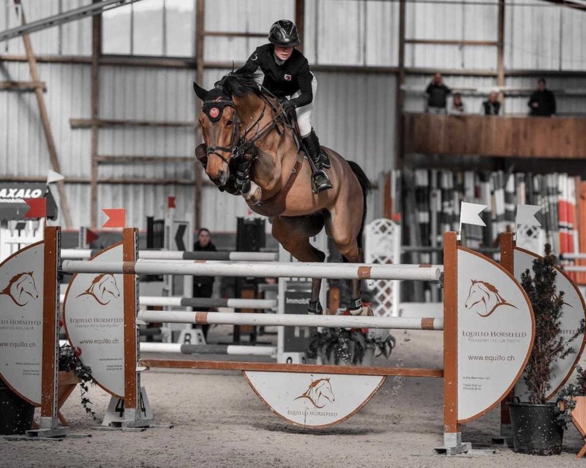 Springpferd Nadal C (Holsteiner, 2012, von Nabab de Rêve)