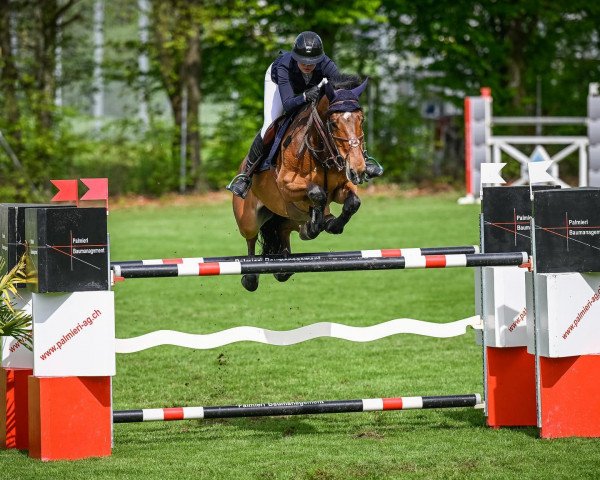 jumper Victor NN (anglo european sporthorse, 2014, from Vigo d'Arsouilles)