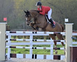 Springpferd Queen of Hearts (Schwedisches Warmblut, 2011, von Heartbeat)