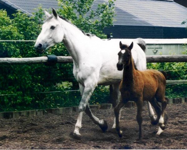 broodmare Fieourucci (Trakehner, 1983, from Schwalbenherbst)