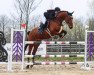 jumper Chadico HM (Oldenburg show jumper, 2017, from Chaman)