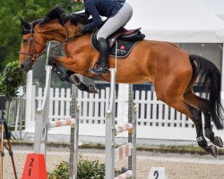 jumper Romy van 't Bergske (Belgian Warmblood, 2017, from Iron Man van de Padenborre)