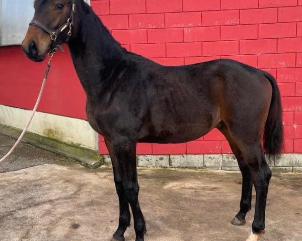 dressage horse Tabaluga de Colpach (Luxembourg horse, 2022, from Total Diamond PS)