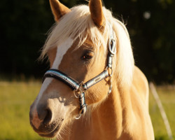 dressage horse Maidys Golden Moment (Edelbluthaflinger, 2022, from Sternenblitz)