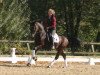 dressage horse FS Cover Boy (German Riding Pony, 2005, from FS Champion de Luxe)