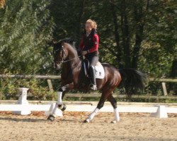 Springpferd FS Cover Boy (Deutsches Reitpony, 2005, von FS Champion de Luxe)