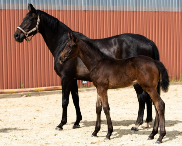 broodmare Rosenstolz (Hanoverian, 2004, from Rubin Royal OLD)