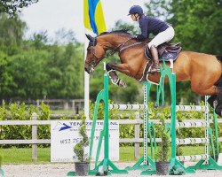 broodmare Dark Chocolate Maxx (Oldenburg show jumper, 2013, from Darco)