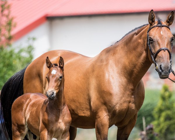 broodmare Cel 'est Z (Zangersheide riding horse,  , from Chin Chin)