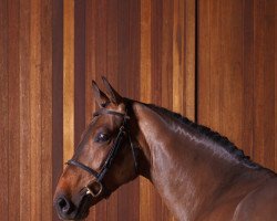 jumper Cornet Cookie Maxx (Oldenburg show jumper, 2016, from Cornet Obolensky)