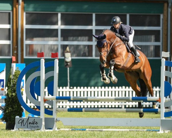 jumper I'm Special Qarl (Oldenburg show jumper, 2019, from I'm Special de Muze)