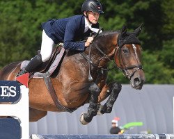 jumper Kardina Dwerse Hagen (Belgian Warmblood, 2010, from Gaillard de La Pomme)