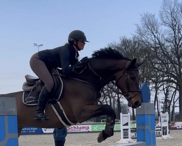 jumper Zido (Oldenburg show jumper, 2019, from Zinedream)