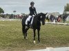 dressage horse Darling (Hanoverian, 2008, from Desperados FRH)