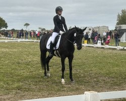 dressage horse Darling (Hanoverian, 2008, from Desperados FRH)