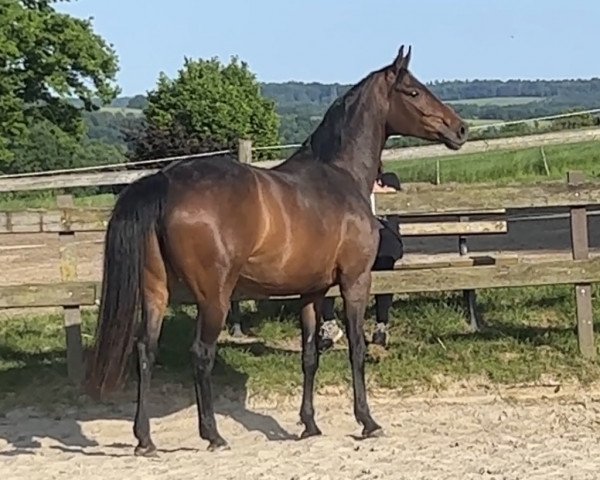 broodmare Felicia (Hanoverian, 2018, from Fürstenball)