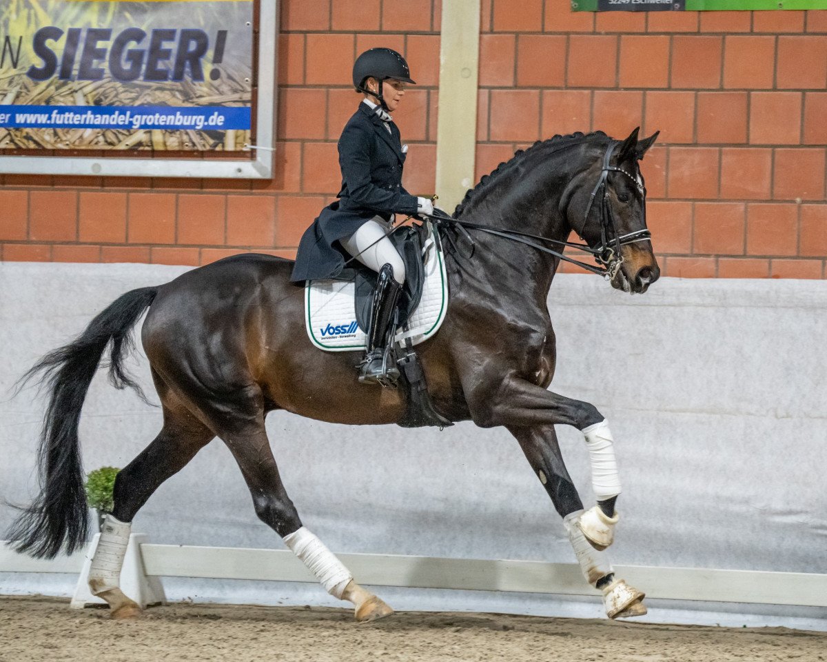 stallion Isterberg V. (Hanoverian, 2015, from Instertanz V 241 FIN)