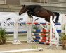 Springpferd Gamby du Logis (Selle Français, 2016, von Ogrion des Champs)