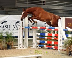 horse Gin Chic (Selle Français, 2016, from Limbo)