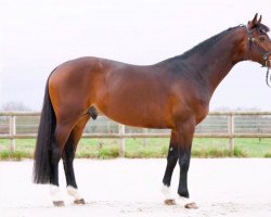 stallion Pépito Landais (Selle Français, 2003, from Grenat de Grez)