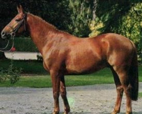horse Pygargue du Maury AA (Anglo-Arabs, 1991, from Jalienny AA)