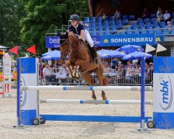 Springpferd Csf Foxy Lady (Irish Sport Horse, 2013, von K.e.c. Maximum Joe)