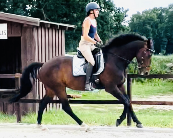 dressage horse Ben (Oldenburg, 2014, from Belissario)