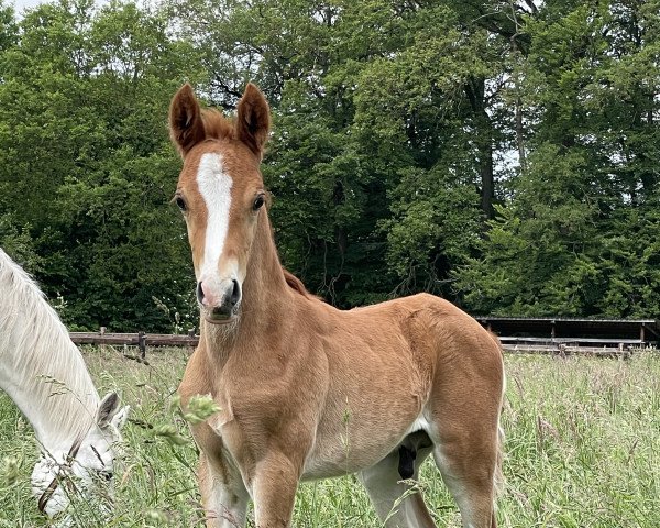 dressage horse HF von Can Dance (German Riding Pony, 2023, from Can Dance 3)