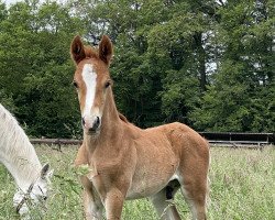 Dressurpferd HF von Can Dance (Deutsches Reitpony, 2023, von Can Dance 3)