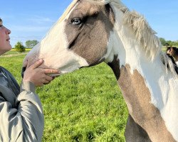 Springpferd Leta Lestrange (Deutsches Reitpony, 2021, von Expecto Patronum 3)