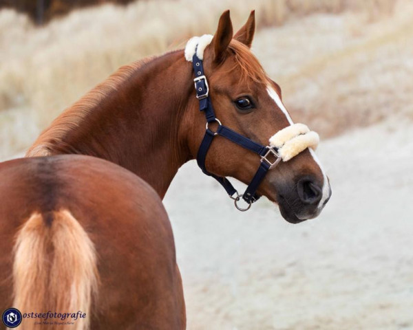 dressage horse Darius 561 (German Riding Pony, 2011, from Top Dubidu)