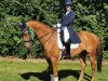 dressage horse First Fritz (Westphalian, 2012, from First Selection)