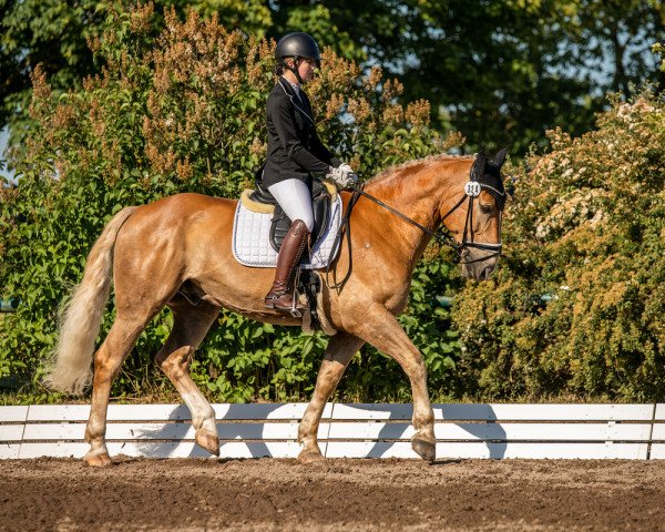 dressage horse Spirit (unknown, 2010)