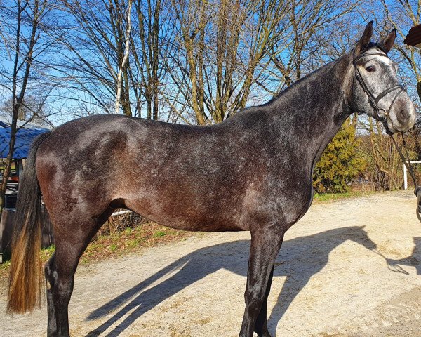 jumper Carlo Blue 4 (Hanoverian, 2018, from Chacoon Blue)