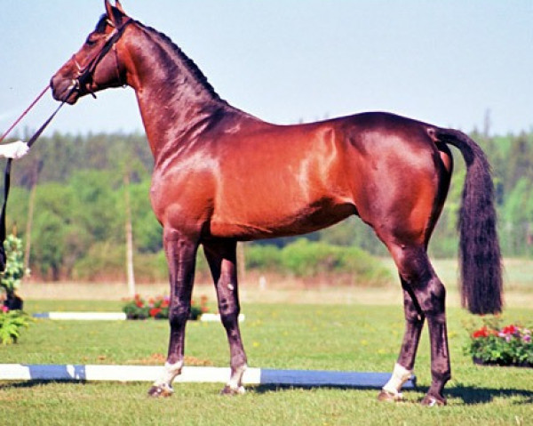 Deckhengst Kansas 86 FIN (Koninklijk Warmbloed Paardenstamboek Nederland (KWPN), 1992, von Ramiro Z)