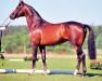 Deckhengst Kansas 86 FIN (KWPN (Niederländisches Warmblut), 1992, von Ramiro Z)