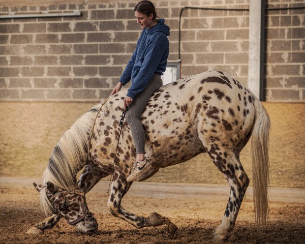 Pferd Sancho (KWPN (Niederländisches Warmblut), 2008)