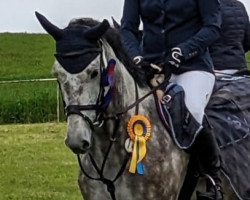 jumper Quentina 21 (German Sport Horse, 2018, from Quinetto Z)