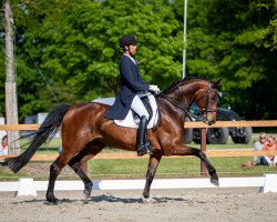 dressage horse Franziska 242 (Hanoverian, 2014, from Franziskus FRH)