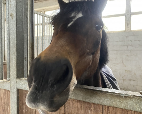 dressage horse Mister Mauritz (Westphalian, 1994)