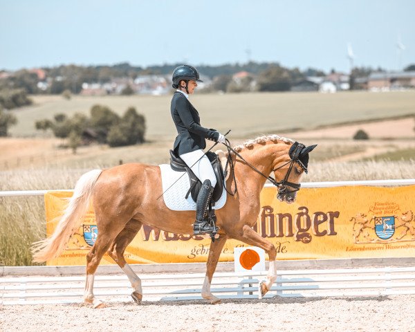 dressage horse Schierensees Skyfall (German Riding Pony, 2018, from The Braes My Mobility)