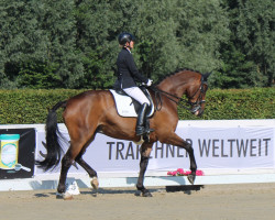 dressage horse Starwood (Trakehner, 2006, from United Kingdom)