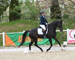 dressage horse Zarifee (Hanoverian, 2012, from Zack)