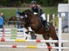 dressage horse Adular 13 (German Riding Pony, 2002, from Agnus Dei)