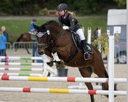 dressage horse Adular 13 (German Riding Pony, 2002, from Agnus Dei)