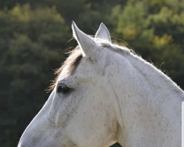 dressage horse Cappo Cabano (unknown, 2010)