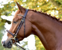 jumper Conthargo's Son (Deutsches Sportpferd, 2018, from Conthargos)