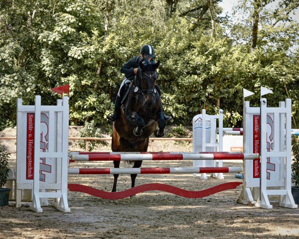 jumper Frieda Go (German Sport Horse, 2015, from Famous Diamant)