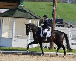 dressage horse Quantez (Hanoverian, 2019, from Quantensprung 3)