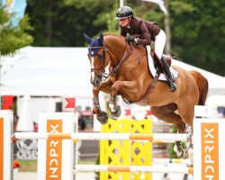 Springpferd Classico des Parts (Selle Français, 2012, von Kannan)